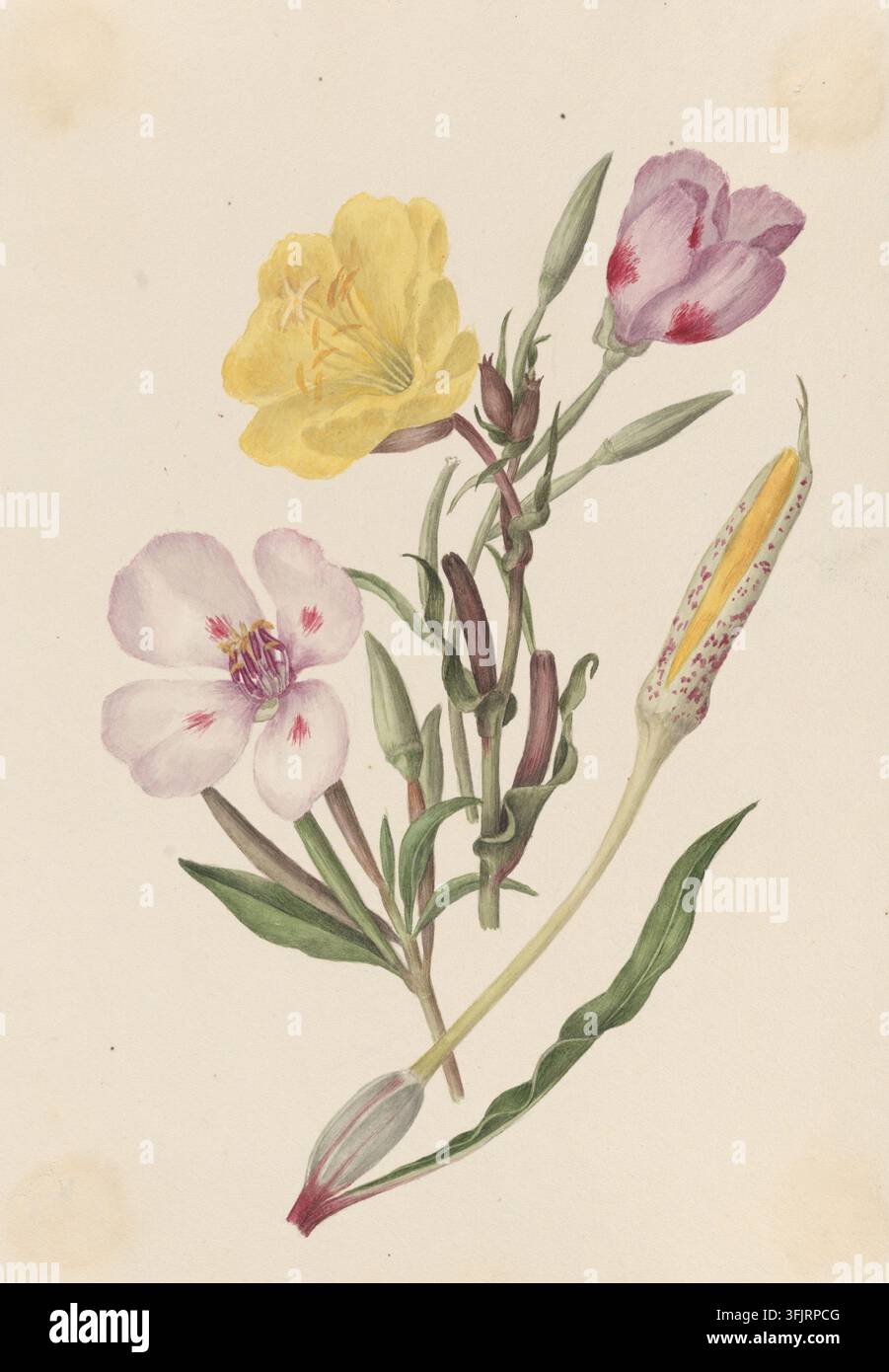 Zeichnung, die Enora rosa alba 2 Rosa alba Undulata Missouriensis darstellt, allgemein bekannt als Abendprimel, von Caroline Maria Applebee (c.1787-1854), aus der Caroline Maria Applebee Zeichnungssammlung, datiert 1834. Ein botanisches Aquarell, das eine Gruppe von Blumen und Knospen mit grünen Stängeln und Blättern zeigt, Blütenblätter in Gelb, Hellrosa und Lila mit roten Akzenten sowie eine lange helle Samenkapsel mit gelben und gesprenkelten Markierungen vor einem cremefarbenen Hintergrund. Aquarellmalerei, 23 cm x 16,2 cm, Papier. Stockfoto