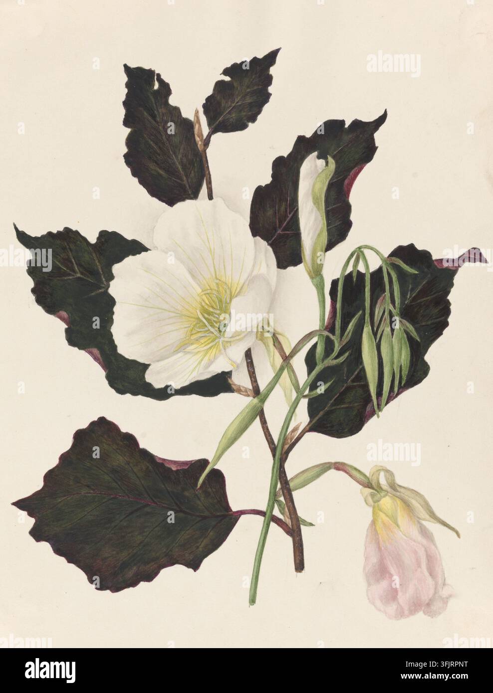 Zeichnung, die Enora Speciosa und Purpur-Buche, allgemein bekannt als Abendprimel, von Caroline Maria Applebee (ca. 1787–1854) darstellt, aus der Caroline Maria Applebee-Zeichnungssammlung, datiert 1841. Eine botanische Illustration, die einen Zweig mit dunkelgrünen bis fast schwarzen Blättern, eine große weiße Blume mit hellgelbem Zentrum, eine hellrosa hängende Knospe, schlanke grüne Stängel und Knospen zeigt, alles vor einem hellbeigen Hintergrund. Aquarellmalerei, 23,6 cm x 18,7 cm, Papier. Stockfoto