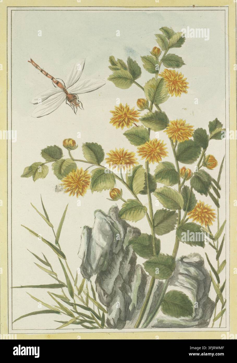 Buchillustration mit Pl XXXI La Harman Voy la Col cit e, aus der Collection precieuse et enluminee des fleurs les plus belles et les plus curieuses edirigee par les soins et sous la conduitte de Mr Buc'hoz. Bd. 1, datiert 1776. Eine botanische Illustration, die eine grünblättrige Pflanze mit mehreren gelben pomponartigen Blüten, grünen Knospen, gräulichen Felsen an der Basis, schlanken grünen Grasstängeln und einer blassorangen und weißen Libelle mit durchsichtigen Flügeln vor hellem Hintergrund zeigt. Benannt nach Harman, Arzt aus Nancy, Arzt des Königs von Polen. Stockfoto