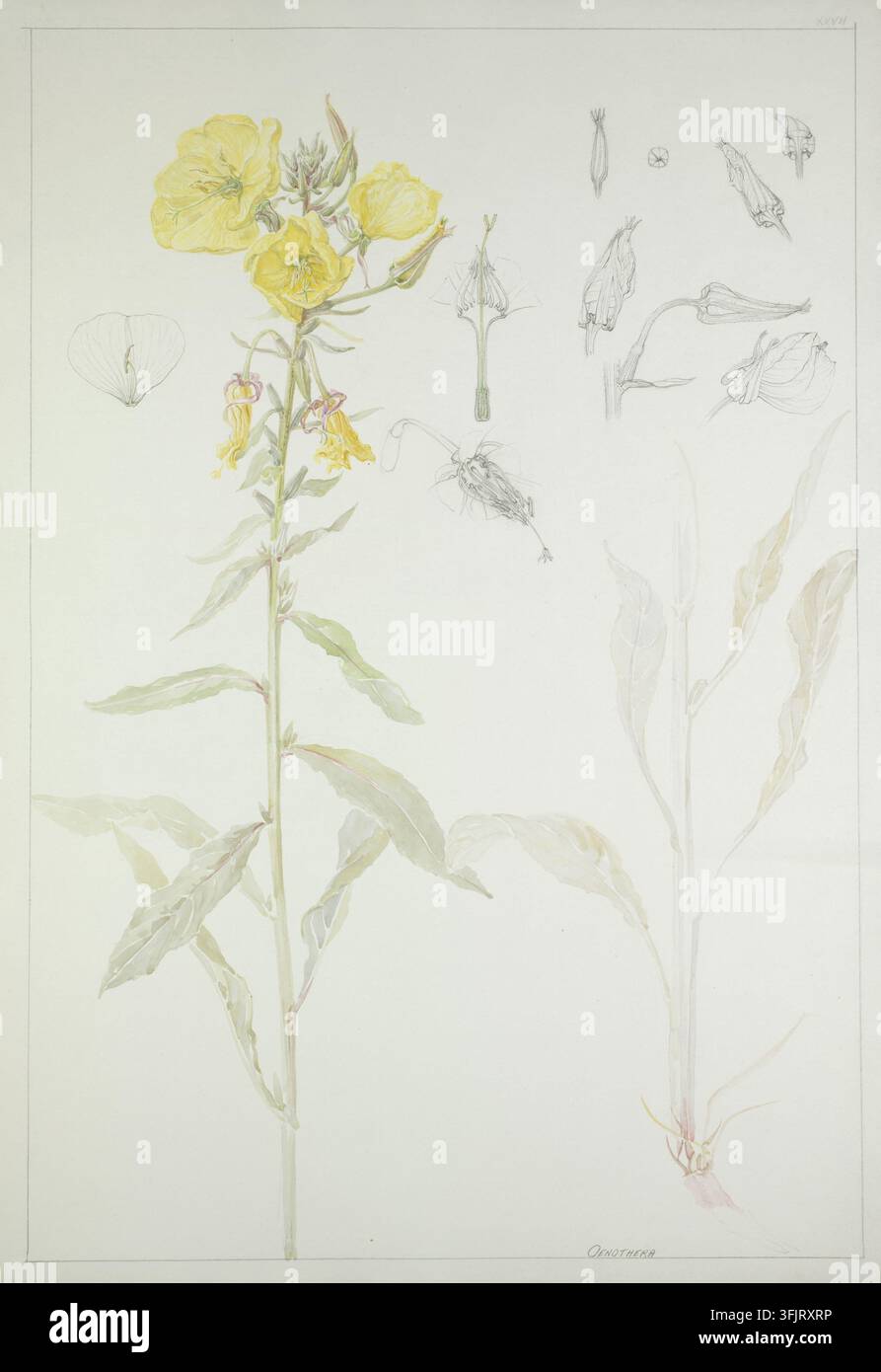 Zeichnung, die Oenothera Oenothera biennis darstellt, allgemein bekannt als Nachtkerze, von Dorothy B. Martin, aus der Dorothy B. Martin Artworks-Sammlung, datiert 1910. Eine botanische Illustration, die einen hohen Stängel mit mehreren gelben Blüten und Knospen an der Spitze zeigt, blassgrüne Blätter entlang des Stängels, schwache Bleistiftskizzen von Blütenteilen in der Nähe und einen blasseren, leicht skizzierten Nebenstängel rechts, mit Farben wie Gelb, Blassgrün und weiches Grau. Aquarellmalerei, 57,5 cm x 39,4 cm, Papier, Graphitstifte. Inschrift: Stockfoto