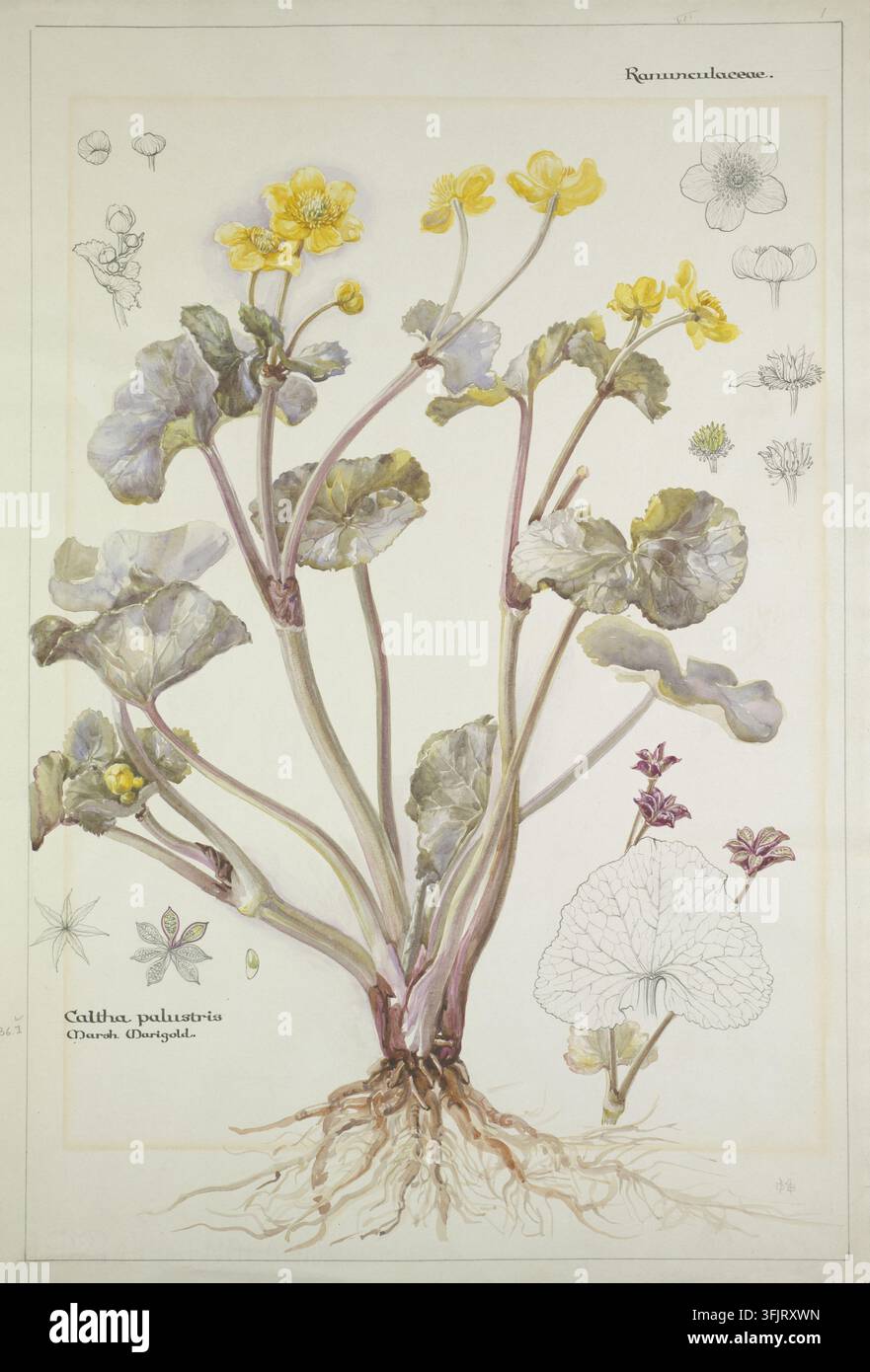 Zeichnung, die Caltha palustris darstellt, von Dorothy Burt Martin (1882-1949), aus der Dorothy B. Martin-Kunstsammlung, datiert 1910. Eine botanische Illustration einer Pflanze mit mehreren aufrechten Stängeln, die gelbe Blüten und runde grünliche Blätter mit lila Unterseiten tragen, freigelegte Wurzeln an der Basis und zusätzliche kleine Bleistiftskizzen von Blütenteilen und Blättern um die Hauptzeichnung in Farbe, auf hellem Hintergrund. Aquarellmalerei, 65,5 cm x 38,5 cm, Papier, Graphitstifte. Englische Volksname: Sumpfdotterblume. Inschrift: I / Ranunculaceae. / Initialiert 'DBM'. Stockfoto