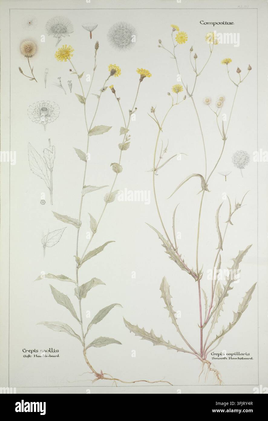 Zeichnung, die Crepis mollis Crepis capillaris darstellt, von Dorothy B. Martin, aus der Dorothy B. Martin Artworks-Sammlung, datiert 1910. Eine botanische Tafel, die zwei große schlanke Pflanzen mit grünen Stängeln und Blättern sowie gelben gebüschten Blüten zeigt, begleitet von mehreren kleinen runden Samenstand-Illustrationen und hellgrauen botanischen Skizzen auf cremefarbenem Hintergrund. Aquarellmalerei, 57,5 cm x 39 cm, Papier, Graphitstifte. Englischer Volksname: Weiche Habichtskraut, Glattes Habichtskraut. Inschrift: Englischer Volksname: Weiche Habichtskraut, Glattes Habichtskraut. Stockfoto