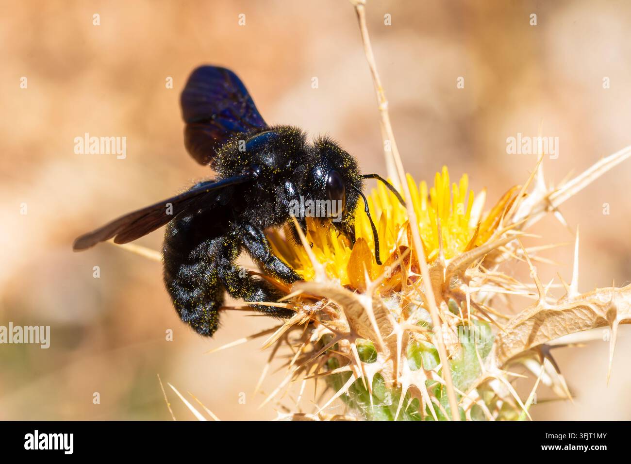 Xylocopa violacea, eine violette Holzbiene, besucht eine gelbe Blume in Zonza, Corse. Stockfoto