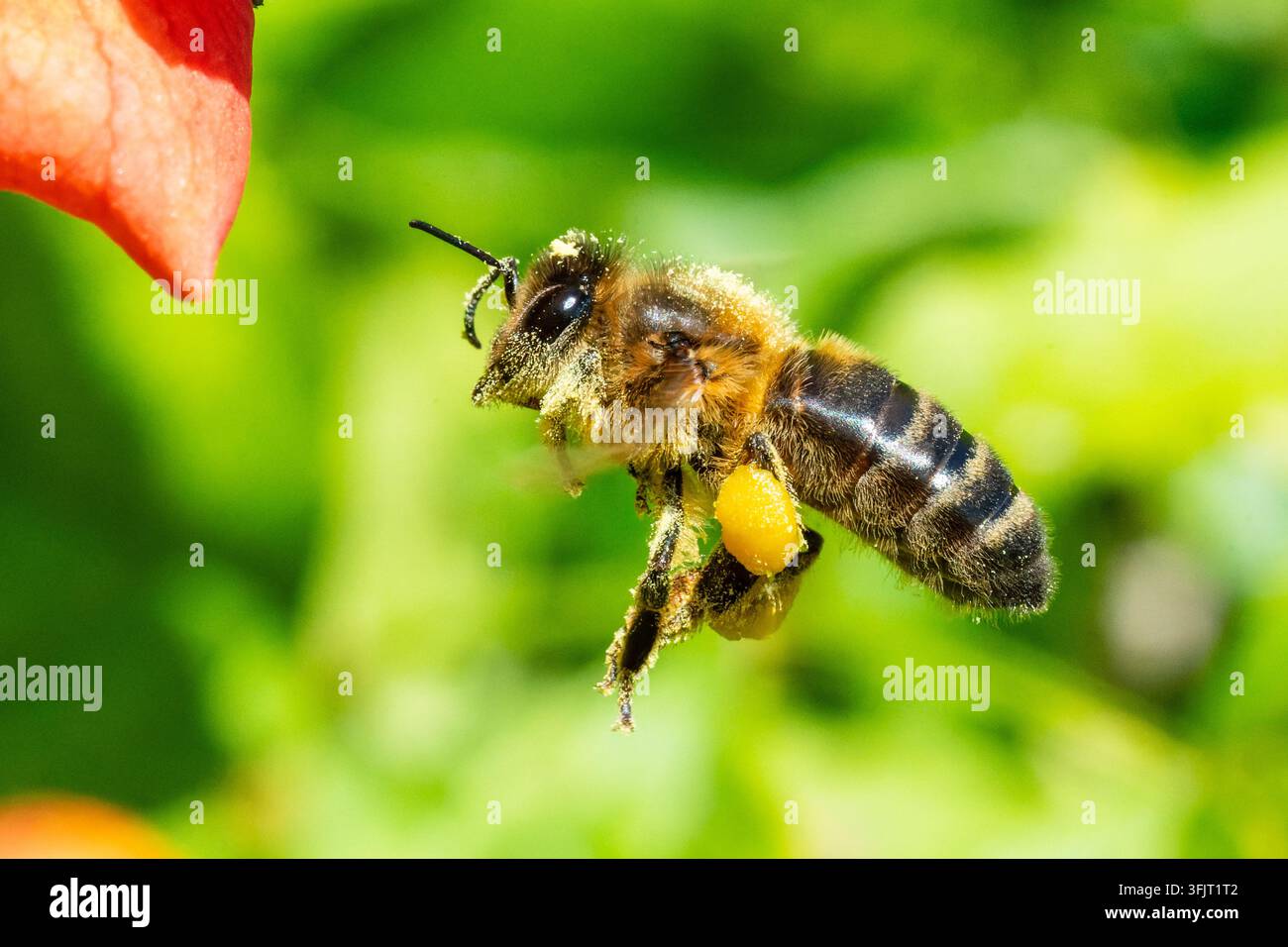 Honigbiene (Apis mellifera) im Flug mit Pollen in Sari-Solenzara, Korsika. Stockfoto