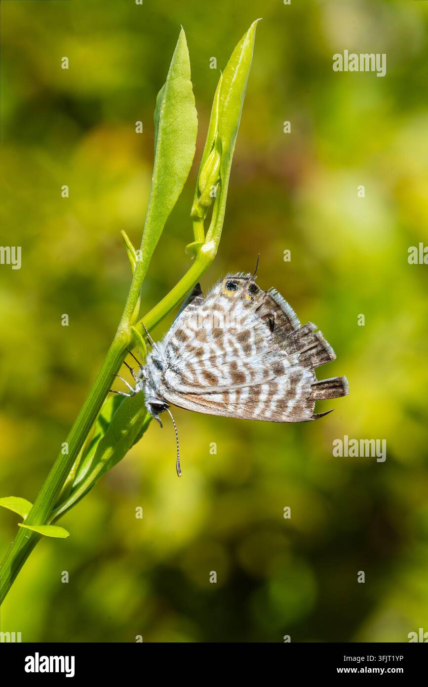 Lang’s Kurzschwanz-Blauer Falter (Leptotes pirithous) ruht auf einem grünen Blatt in Sari-Solenzara, Korsika, Frankreich Stockfoto