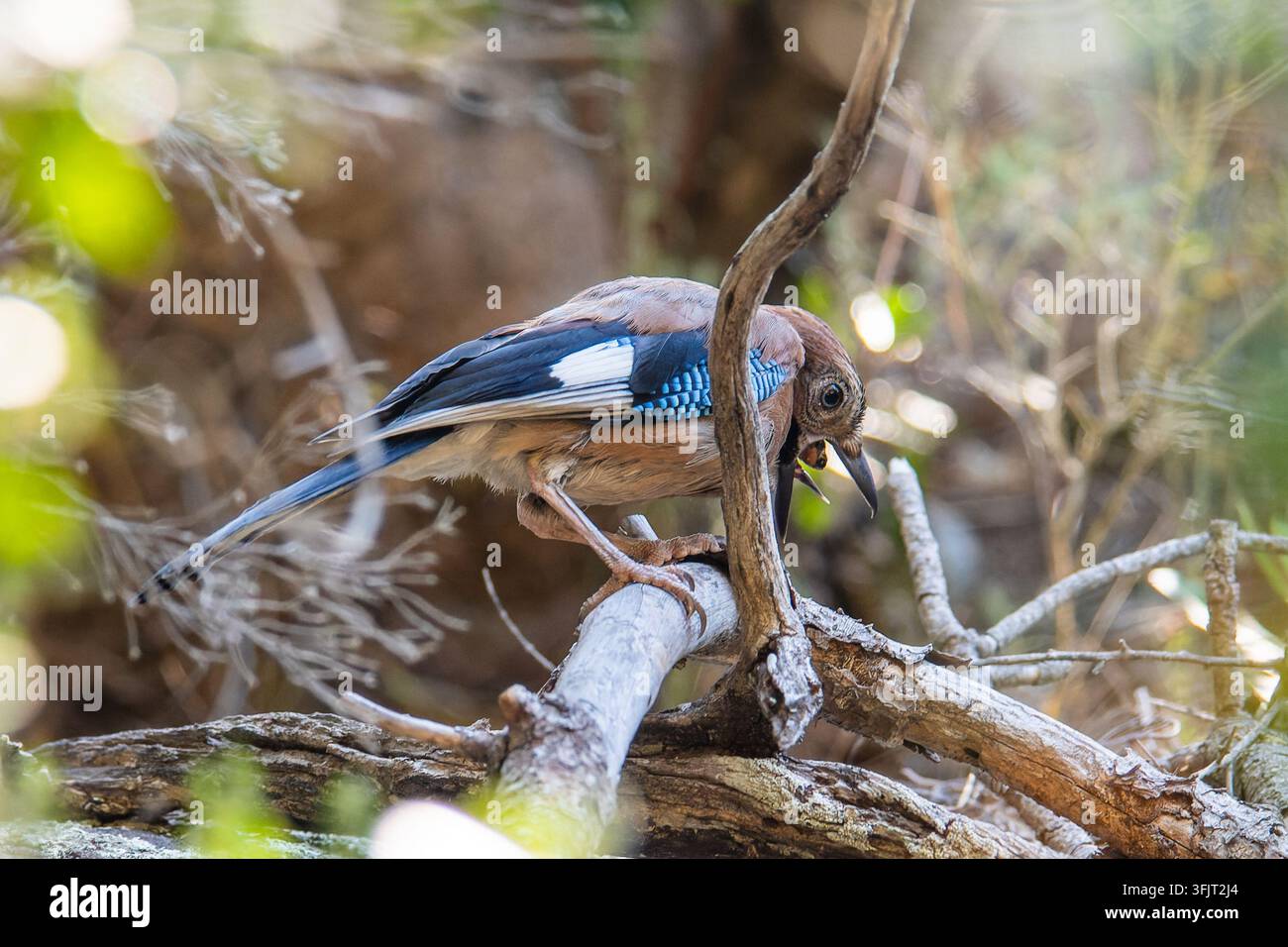 Europäischer Eichelhäher (Garrulus glandarius) sitzt auf einem Ast in Zonza, Korsika. Stockfoto