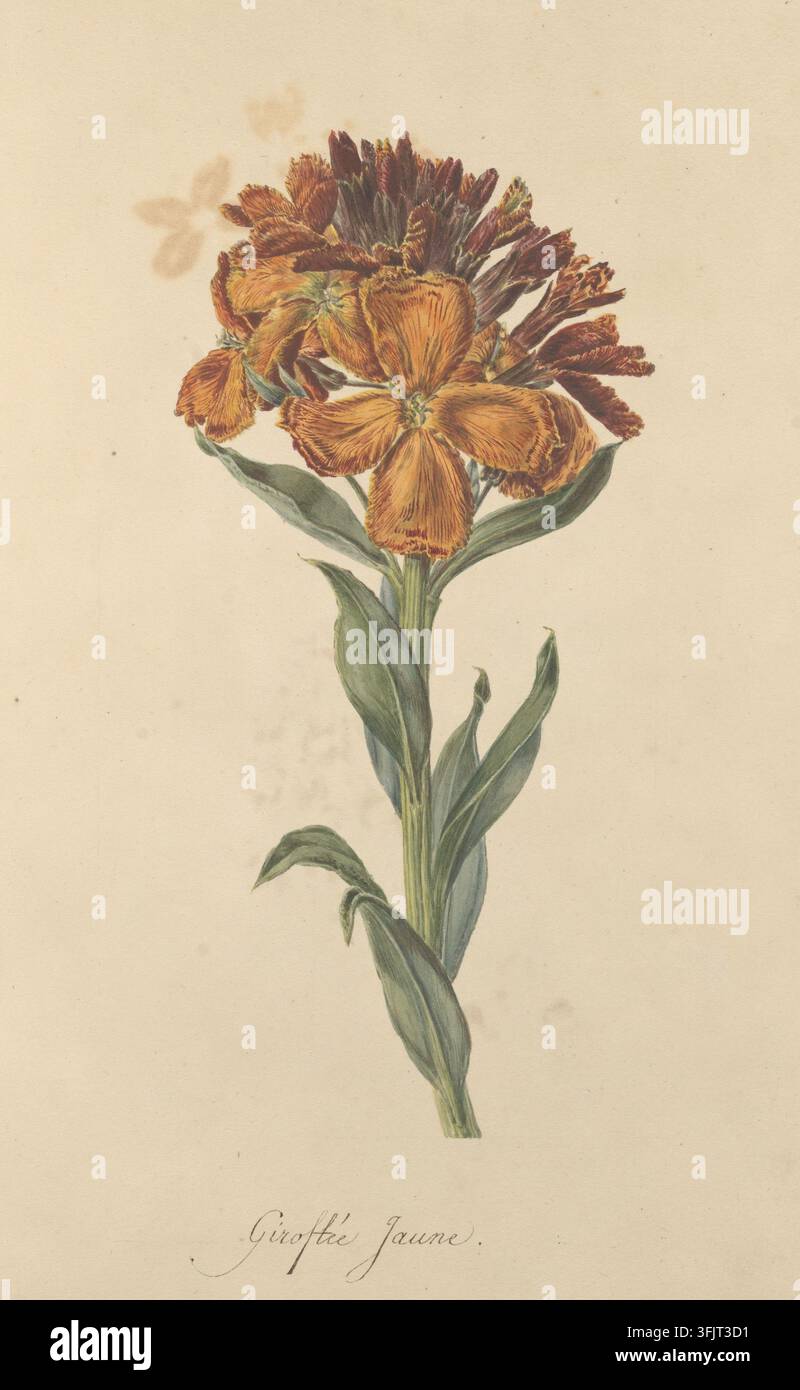 Zeichnung, die Girofl e jaune Erysimum cheiri, allgemein bekannt als Gänseblümchen, aus der Flore du Desert Band 1 und 2-Sammlung, datiert 1800, darstellt. Eine botanische Illustration eines einzelnen hohen Blumenstiels mit einer Büschel großer orangefarbener und rostfarbener Blütenblätter an der Spitze, umgeben von kleineren rost- und bräunlichen Knospen, mit mehreren langen grünen Blättern auf dem hellbeigen Hintergrund. Aquarellmalerei, 27 cm x 19 cm, Papier. Recto: TR: Handgeschrieben mit Tinte: '107'; LC: Handgeschrieben mit Tinte: 'Giroflee jaune'. Der englische Volksname ist Wallflower. Stockfoto
