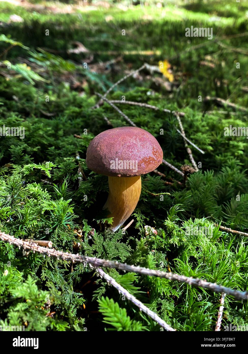 Pilz Stockfoto