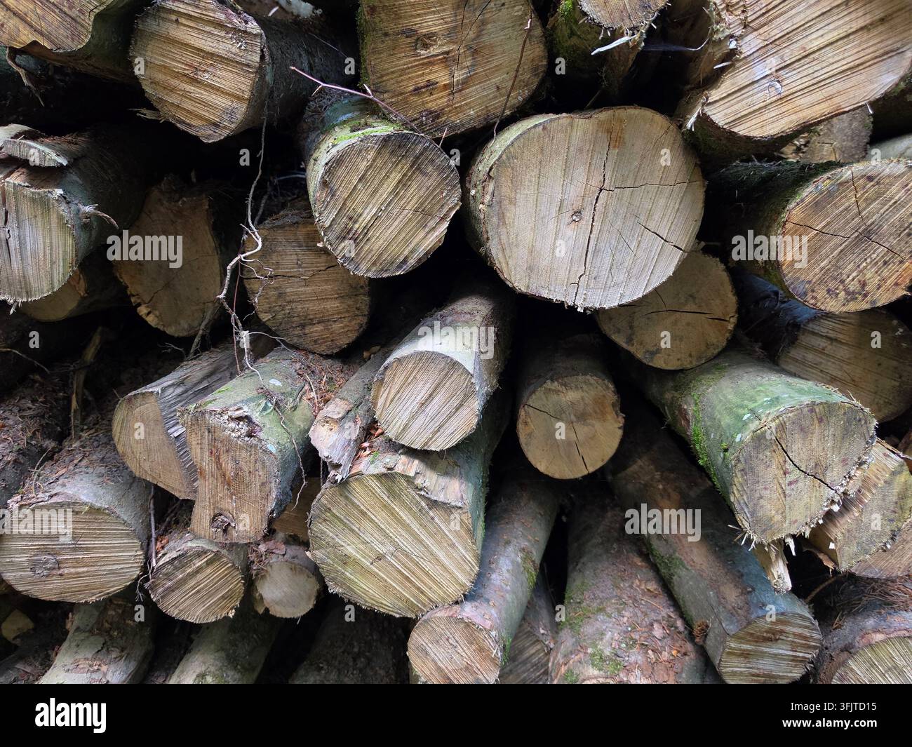 Gestapelter Haufen von geschnittenen Holzblöcken und Baumstämmen, die im Wald während der Forst- und Holzfällsaison Jahresringe zeigen. - Smartphone-aufgenommenes Stockfoto