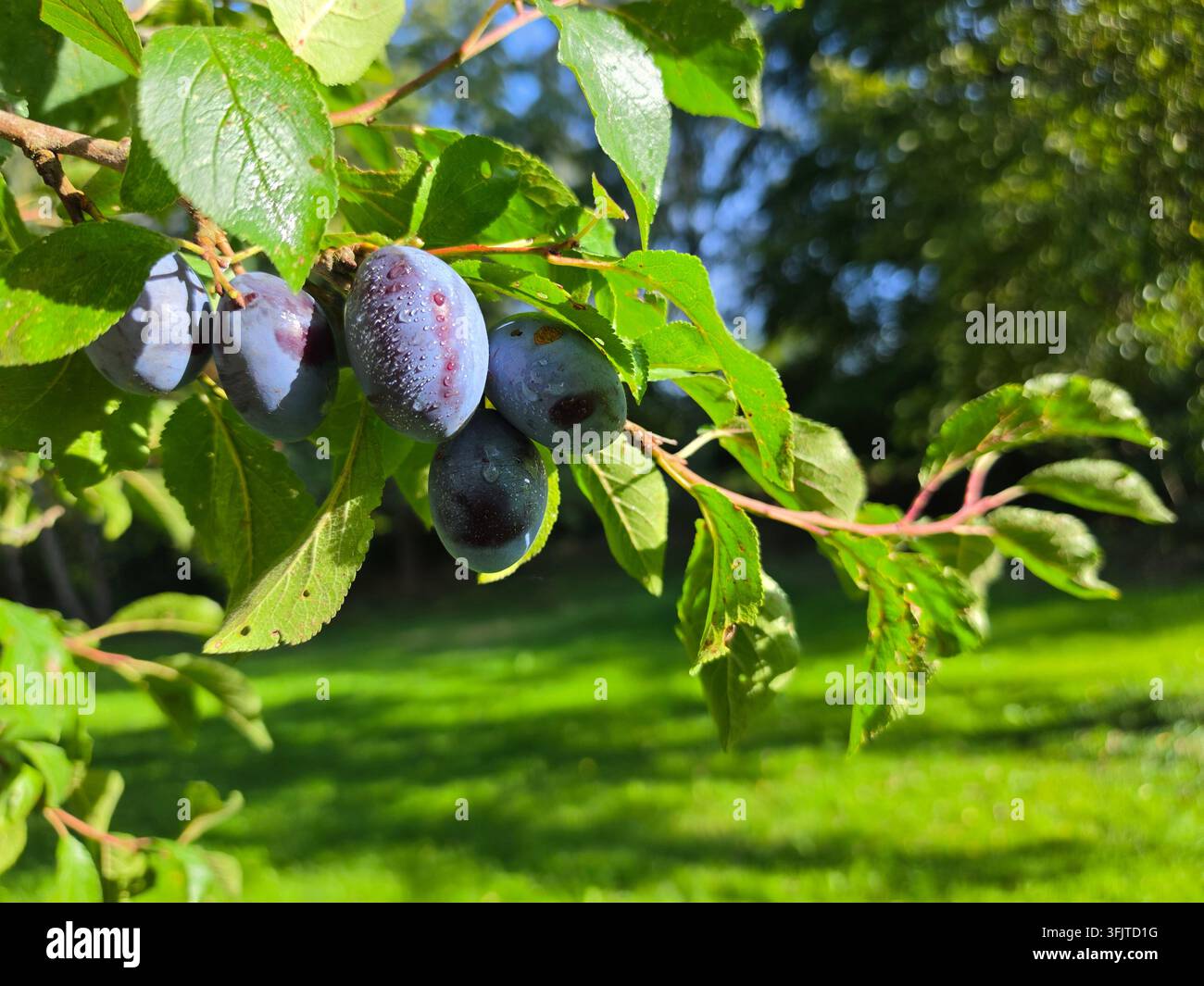 Reife blaue Pflaumen hängen an Obstbaumzweigen mit grünen Blättern in einem sonnigen Obstgarten während der Erntezeit in Frankenberg Eder, Deutschland. - Smartphone-aufgenommenes Stockfoto