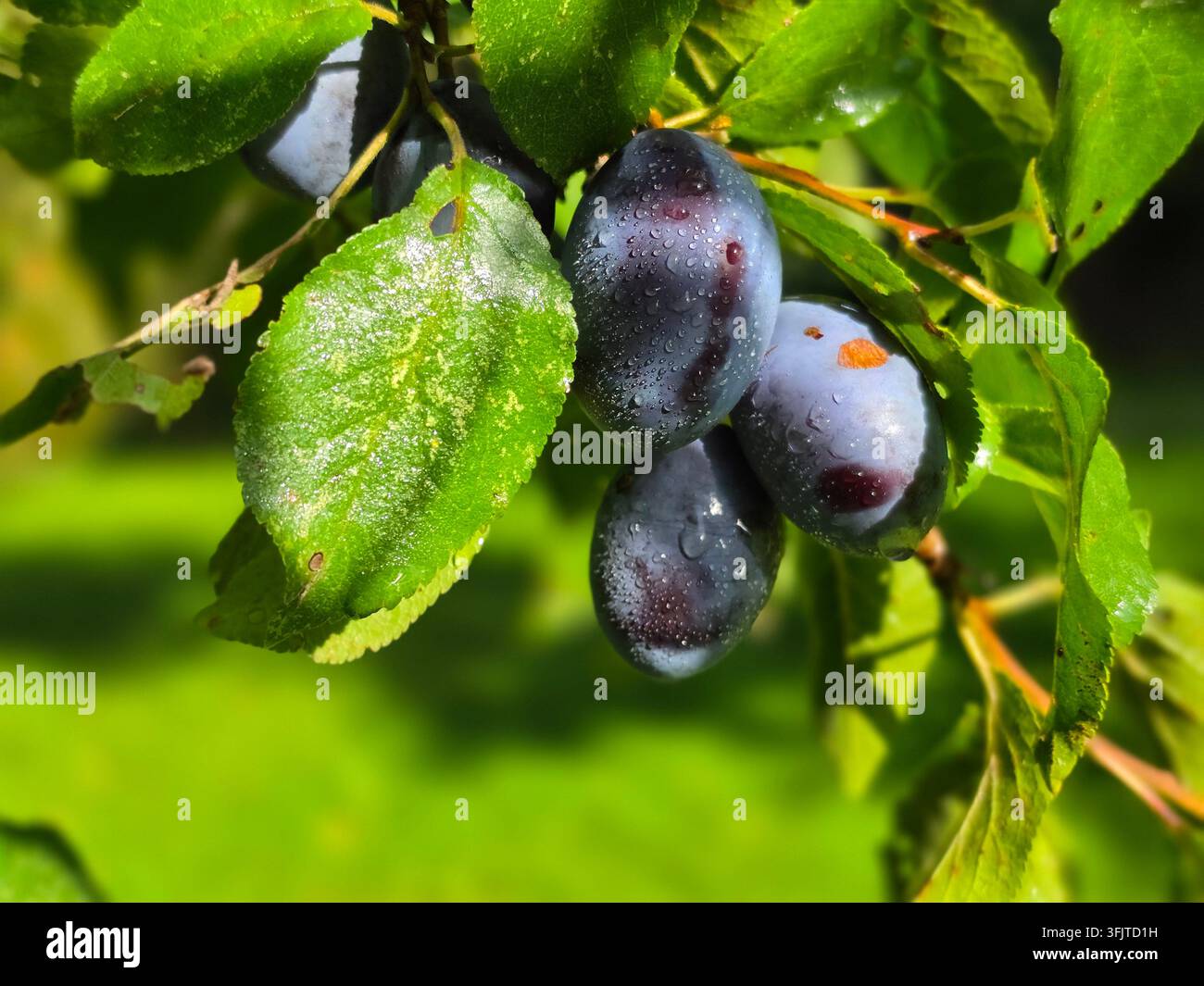 Reife dunkelviolette Pflaumen hängen an Baumzweigen mit grünen Blättern in einem Obstgarten während der Erntezeit an einem sonnigen Tag. - Smartphone-aufgenommenes Stockfoto