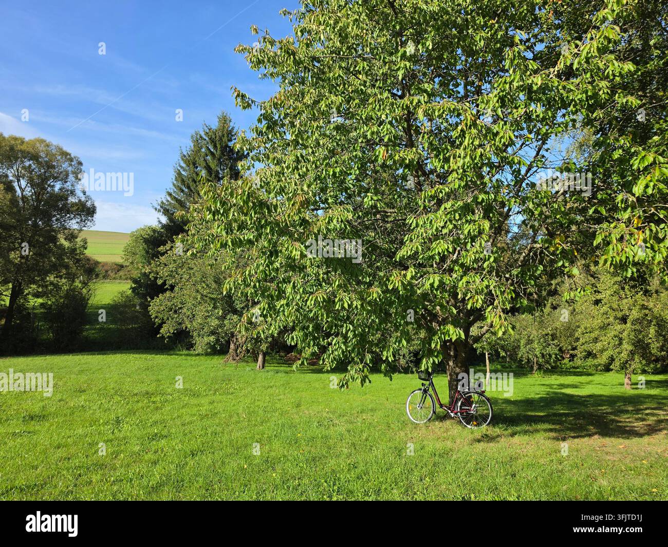 Ein Fahrrad, das im Schatten eines großen grünen Baumes auf einem üppigen Rasen in einer ruhigen und friedlichen Parklandschaft an einem sonnigen Tag geparkt ist. - Smartphone-aufgenommenes Stockfoto