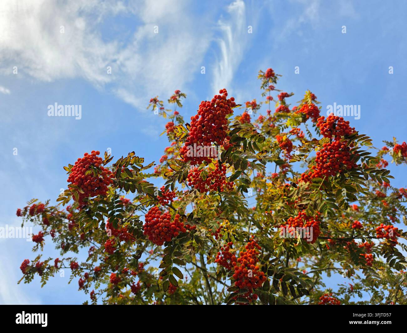 Lebendige rote Ebereschenbeeren hängen an Baumzweigen vor einem hellblauen Himmel mit sanften weißen Wolken an einem sonnigen Herbsttag. - Smartphone-aufgenommenes Stockfoto