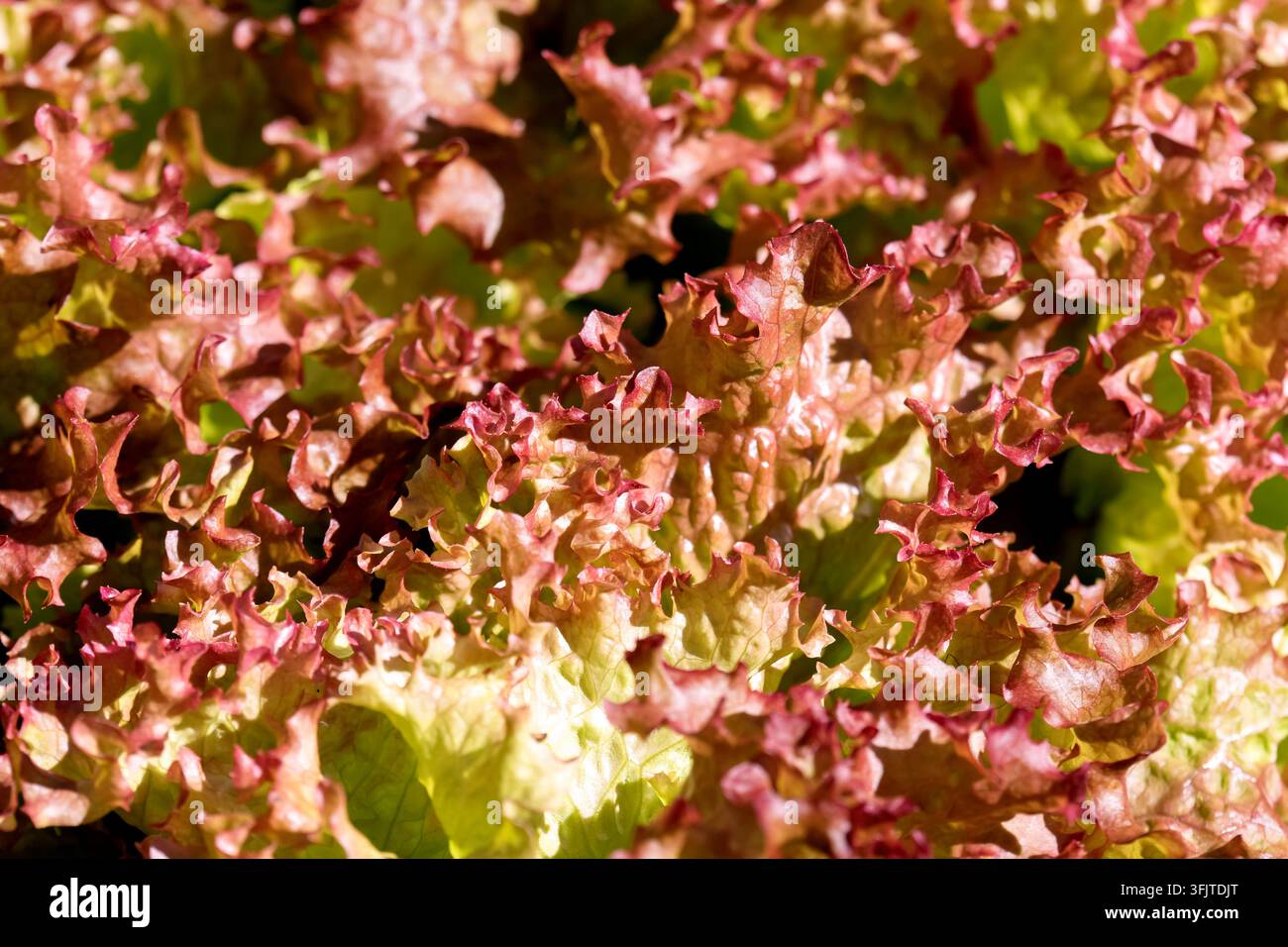 Lollo-Rosso-Salatpflanzen wachsen auf einem Gemüsebeet in einem Garten.  Eigenanbau-Konzept Stockfoto