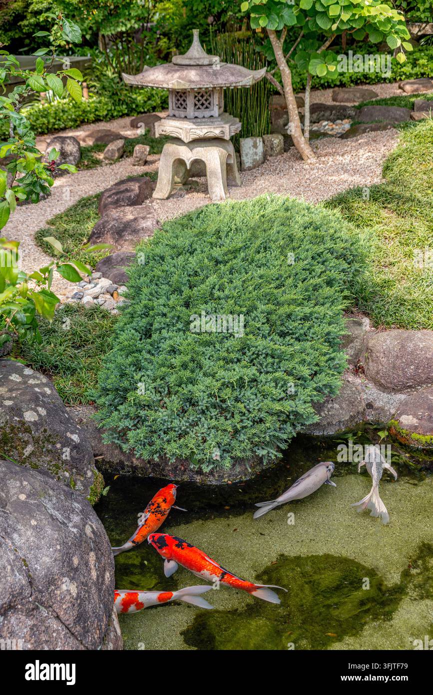 Koi-Teich in einem traditionellen japanischen Garten in Kamakura, Japan, mit bunten Koi-Fischen, Steinlaterne, Felsen und sorgfältig gestalteter Vegetation. Stockfoto