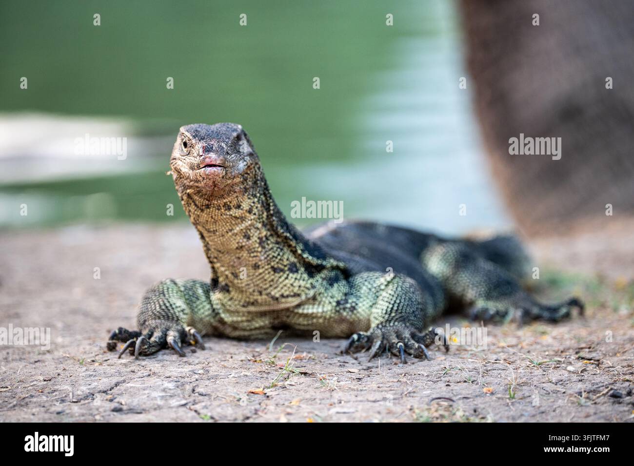 Wildes Asiatisches Wassermonitor-Echsen, das die Kamera ansieht, während es auf dem Boden im Lumpini-Park, Bangkok, ruht. Stockfoto