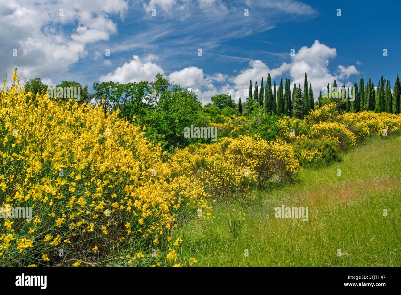 Spanischer Besen in der Landschaft nahe Gambassi Terme, Toskana, Italien, Europa. Stockfoto