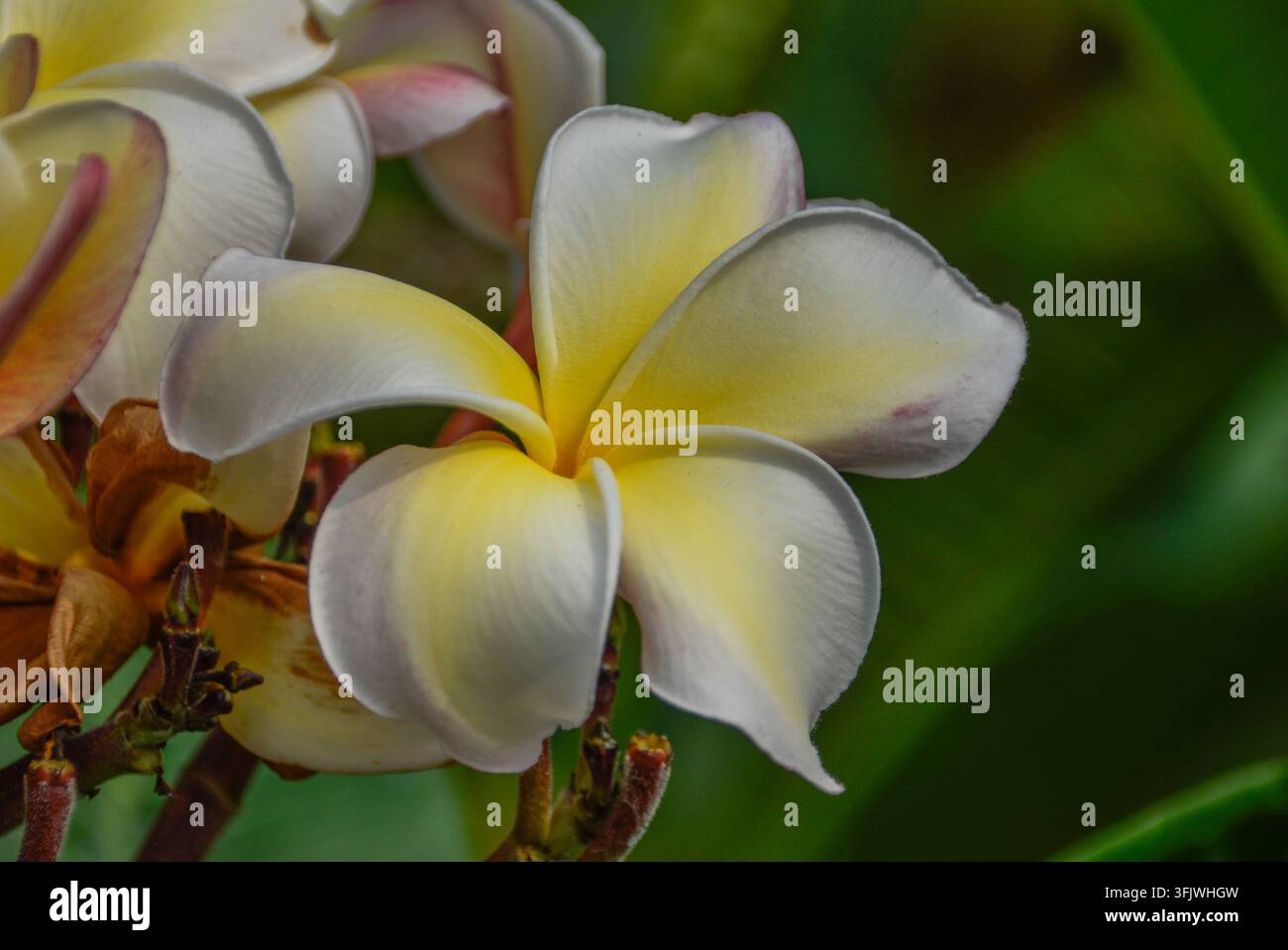 Eine Nahaufnahme einer Plumeria-Blüte Stockfoto