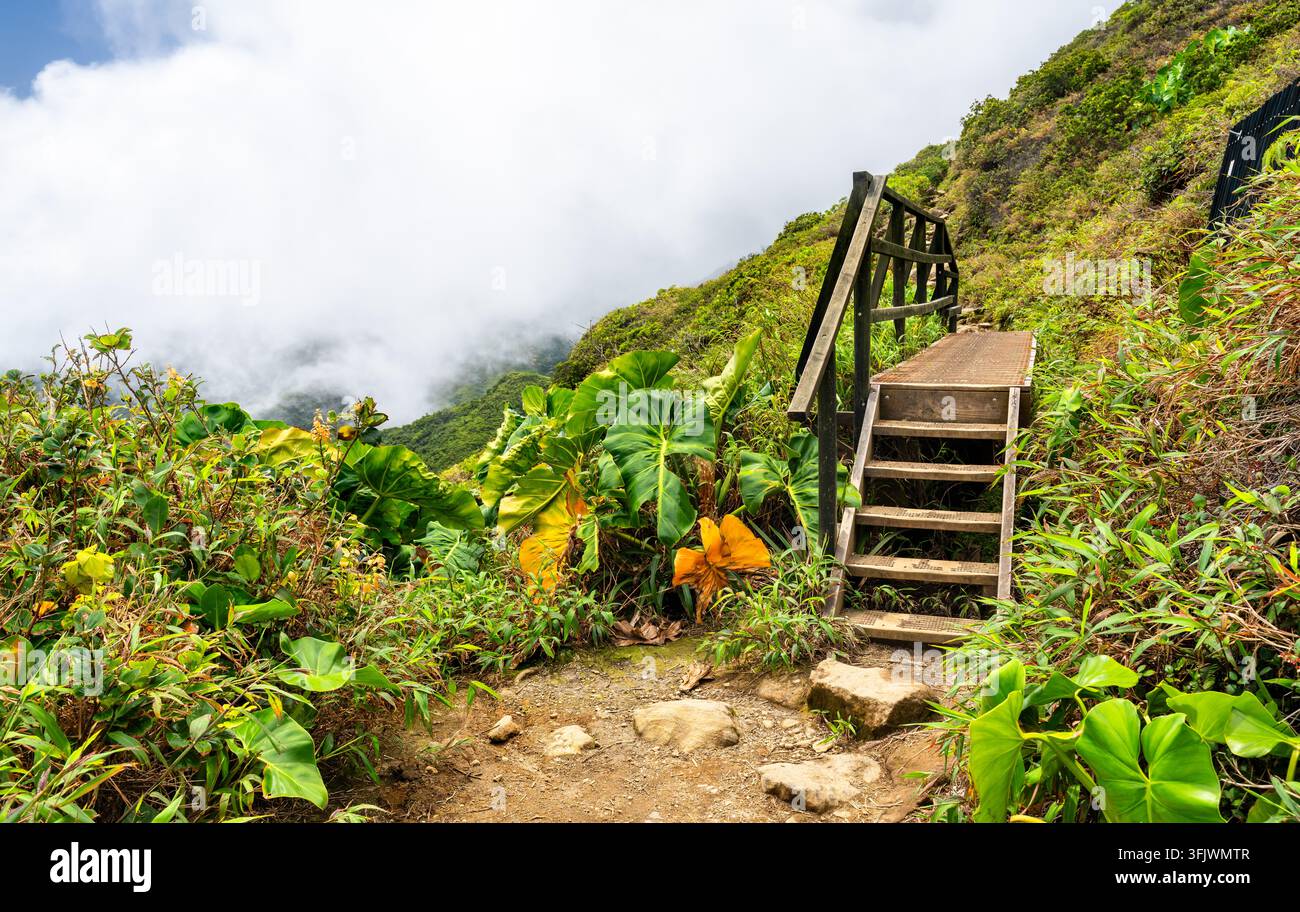 Holztreppe auf einem Bergwanderweg in der Nähe des Vulkans La Grande Soufriere, umgeben von üppiger tropischer Vegetation in Guadeloupe. Stockfoto