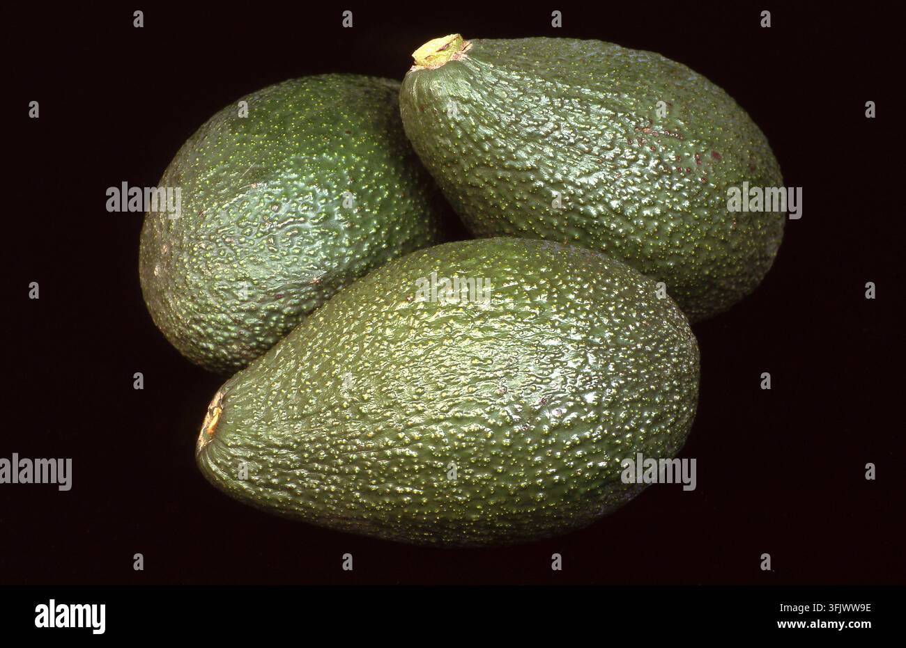 STUDIENBILD VON FRESH GESPONNENEN AVOCADOS (PERSEA AMERICANA) AUCH AVOCADO-BIRNEN ODER ALLIGATOR-BIRNEN GENANNT, VOR SCHWARZEM HINTERGRUND Stockfoto