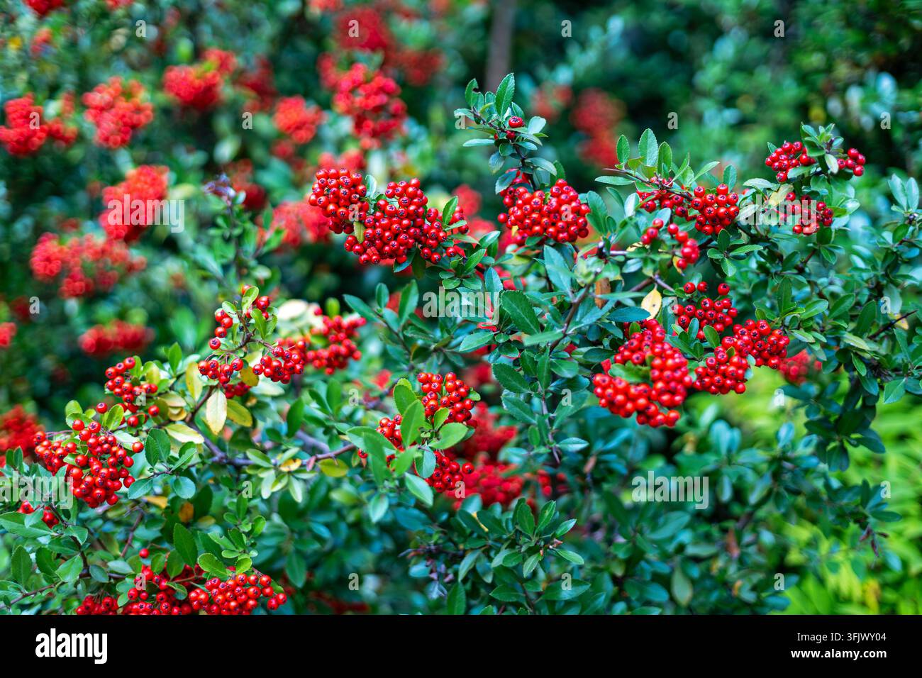 Rote Feuerdornbeeren an einem belaubten Gartenshrub. Büschel von hellroten Feuerdornbeeren wachsen zwischen dichten grünen Blättern und Ästen in einem farbenfrohen Garten Stockfoto