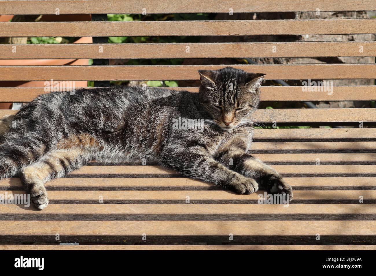 Entspannte getigerte Katze ruht auf einer hölzernen Gartenbank im warmen Sonnenlicht Stockfoto