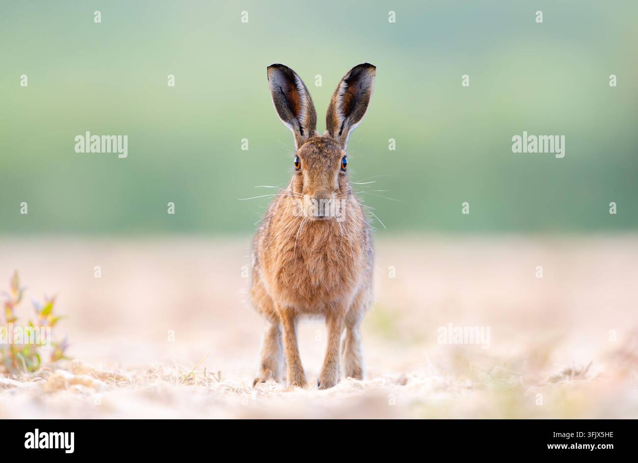 Ein brauner Hase in der englischen Landschaft, mit einem weichen Hintergrund, auf dem der Hase isoliert ist Stockfoto
