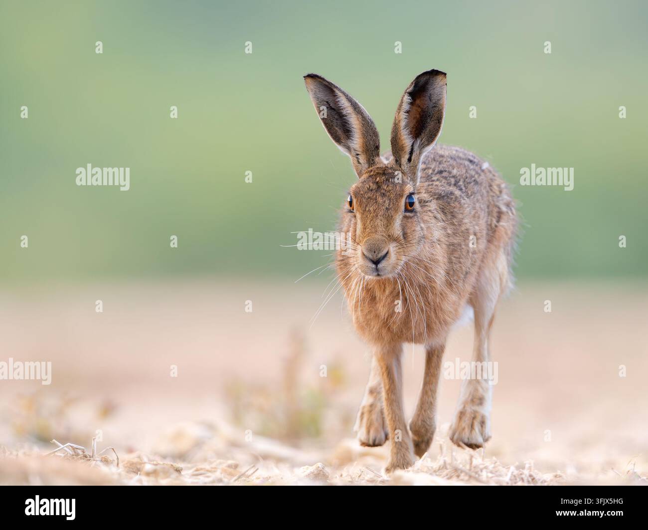 Ein brauner Hase in der englischen Landschaft, mit einem weichen Hintergrund, auf dem der Hase isoliert ist Stockfoto
