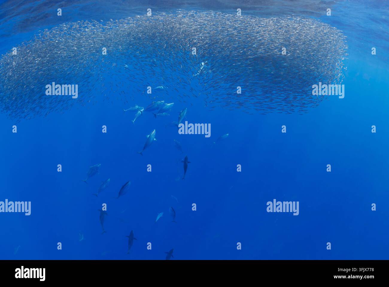Echter Bonito, Katsuwonus pelami, füttern gemeinsam an einem dicht gedrängten Köderball im offenen Wasser vor Yap, Mikronesien. Die schwarmbildenden Thunfische und Haie ta Stockfoto