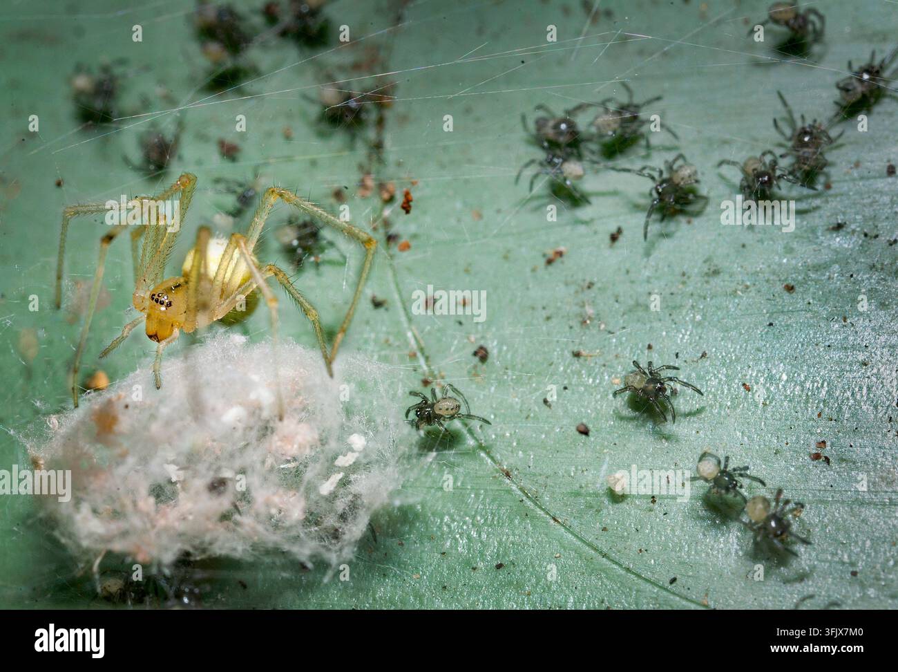 Süßstreifenspinne (Enoplognatha sp) auf ihrem Eiersack. Stockfoto