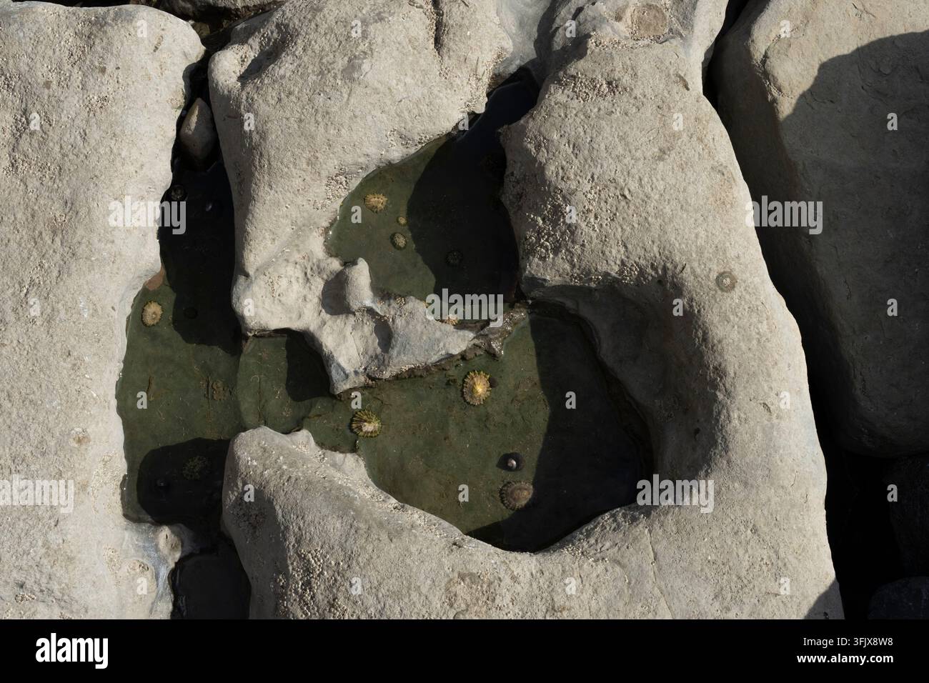Meeresleben überlebt in einem Gezeitenbecken, das durch zurückweichende Gewässer zwischen Kalksteinfelsen am Nash Point Denkmal im Vale of Glamorgan, Wales, zurückgelassen wurde. Stockfoto
