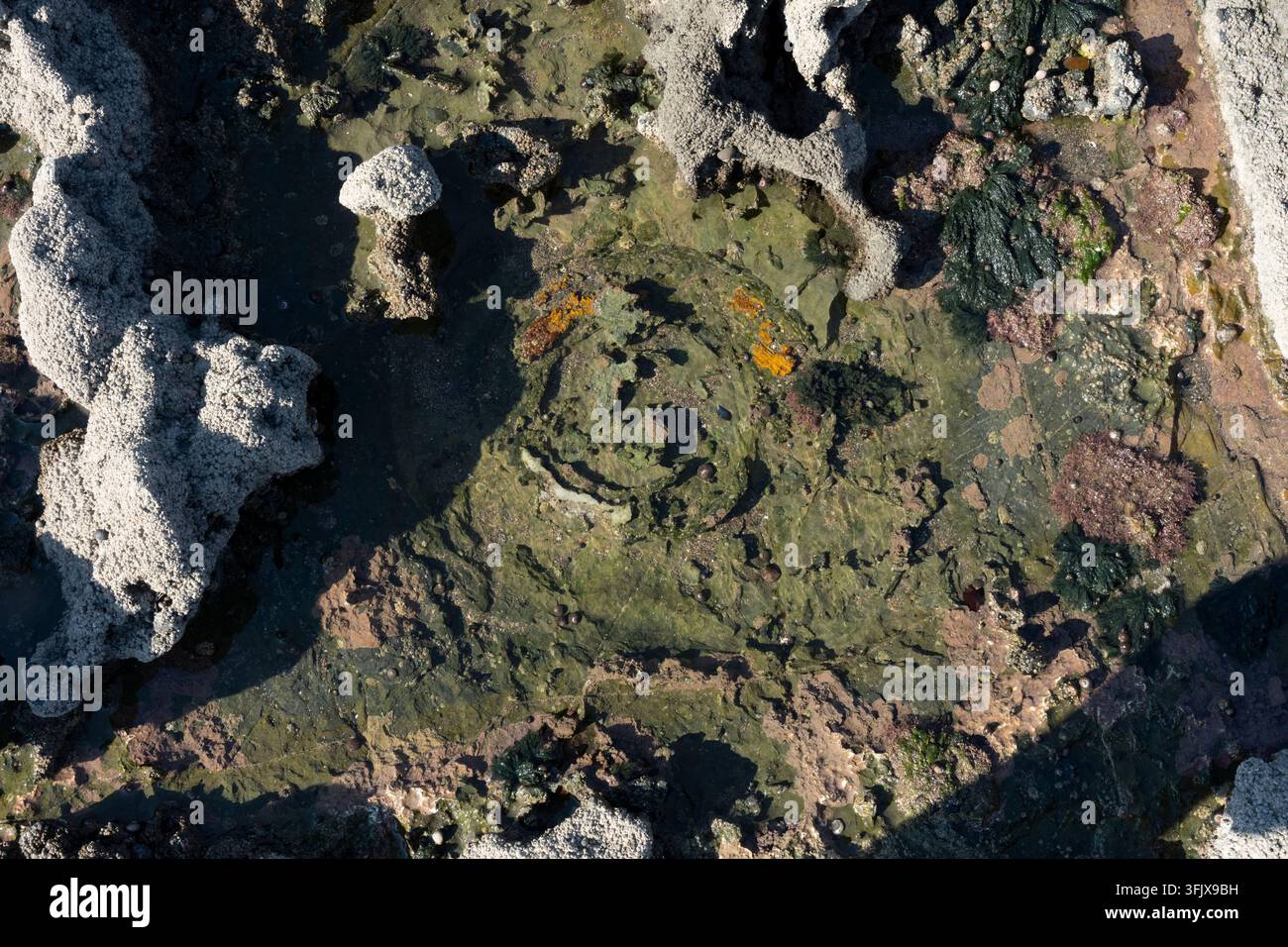 Niedrigwasser zeigt ein lebendiges Gezeitenbecken-Ökosystem von Meeresleben, das in den felsigen Pools an Nash Point, Süd-Wales, gedeiht Stockfoto