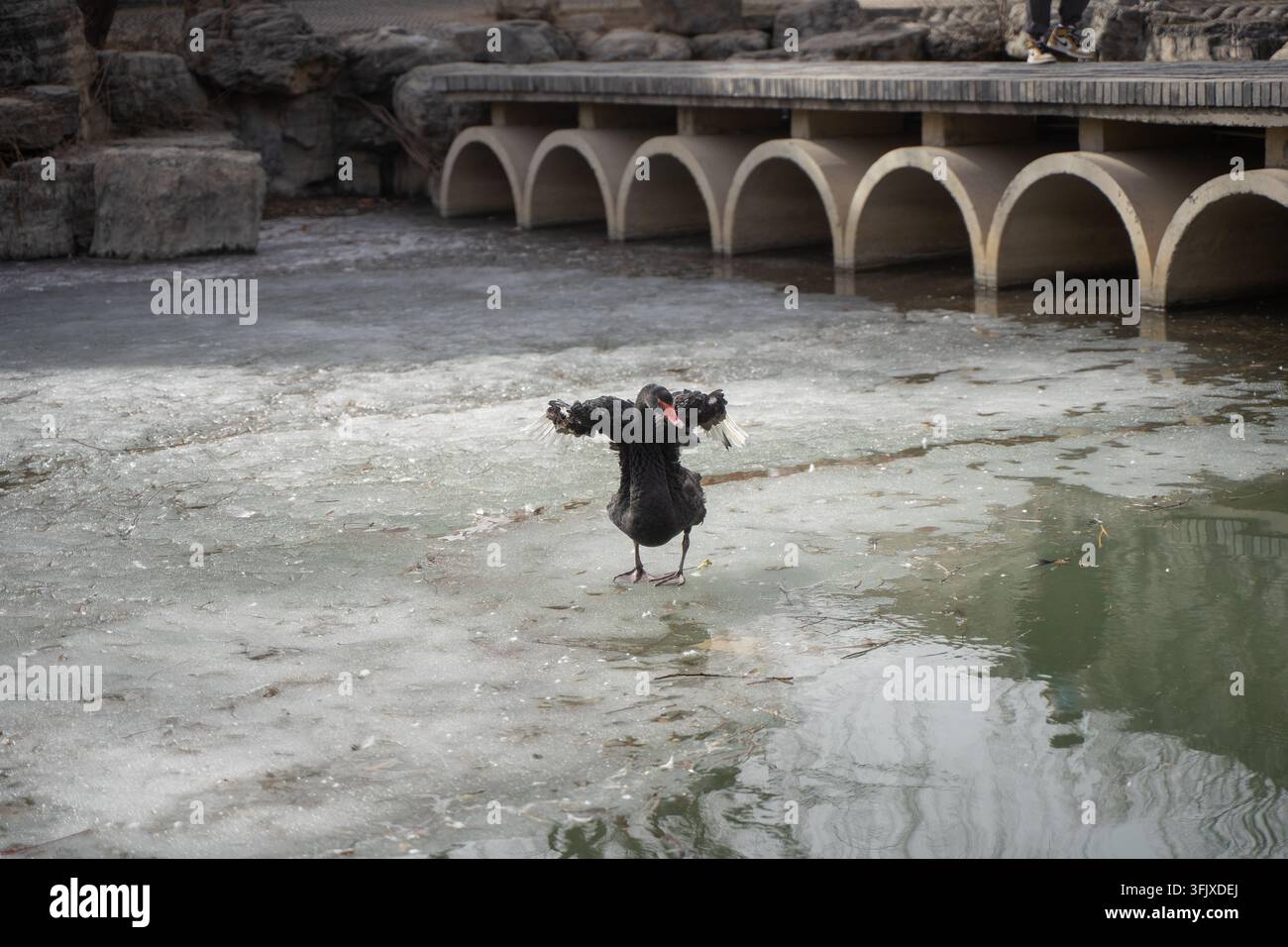 Schwarzer Schwan breitet die Flügel direkt in Richtung der Kamera aus Stockfoto