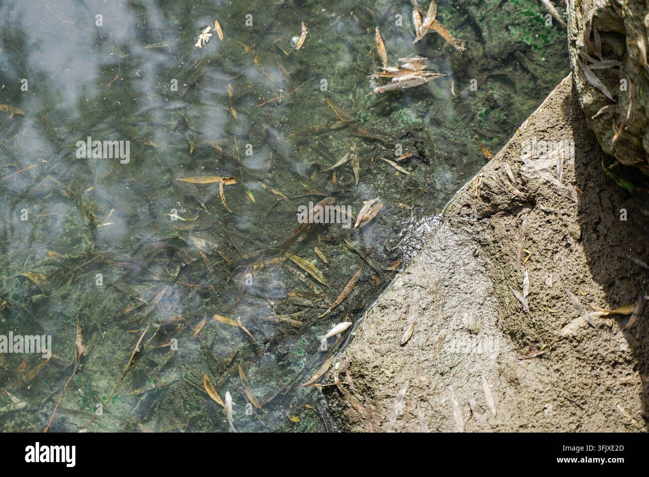 Kleine Fische schwimmen in einem flachen, schlammigen Teich mit schlammigem Ufer Stockfoto