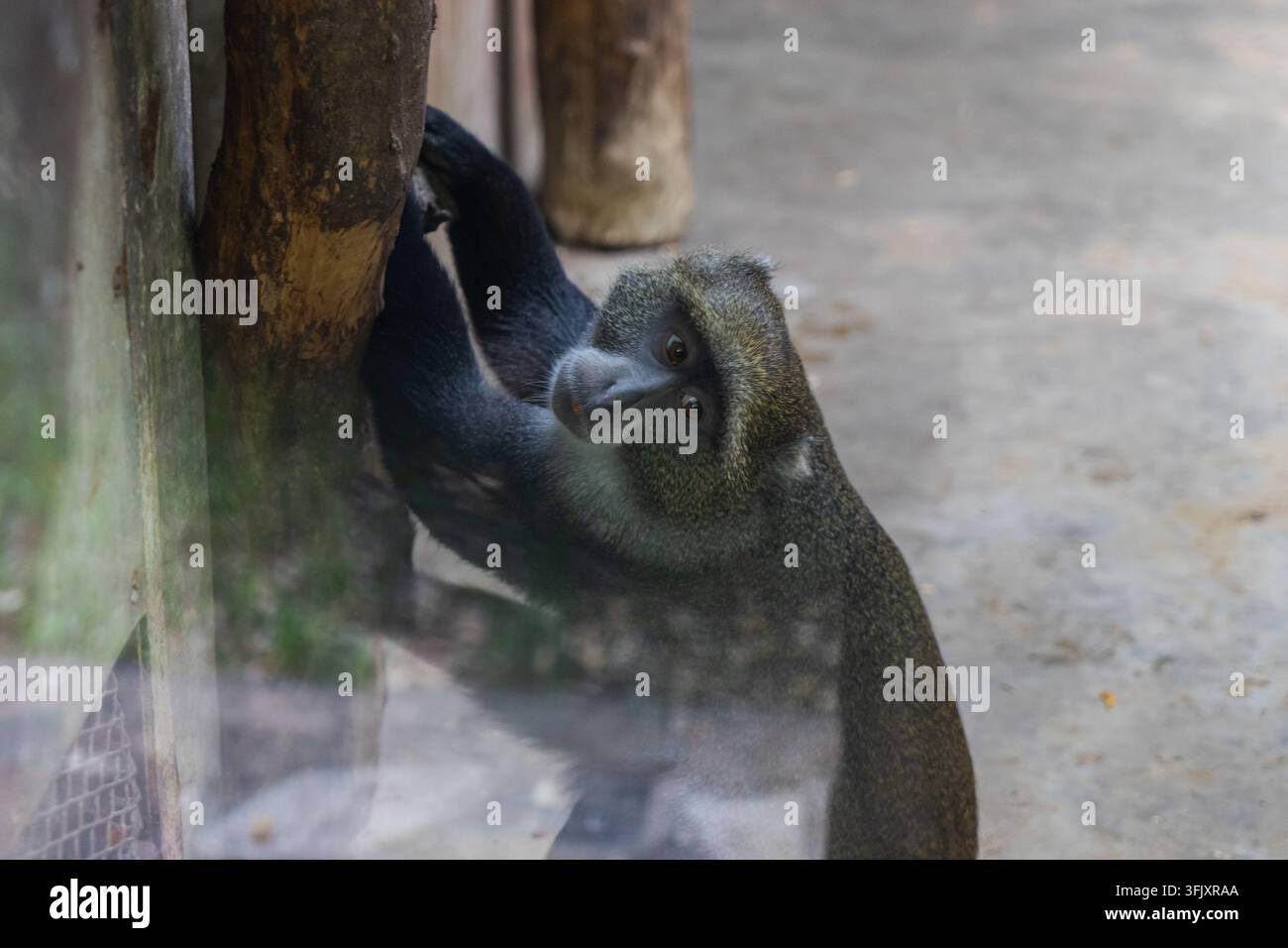 Schwarzer Langur hält Baumstamm, blickt zur Kamera auf Stockfoto