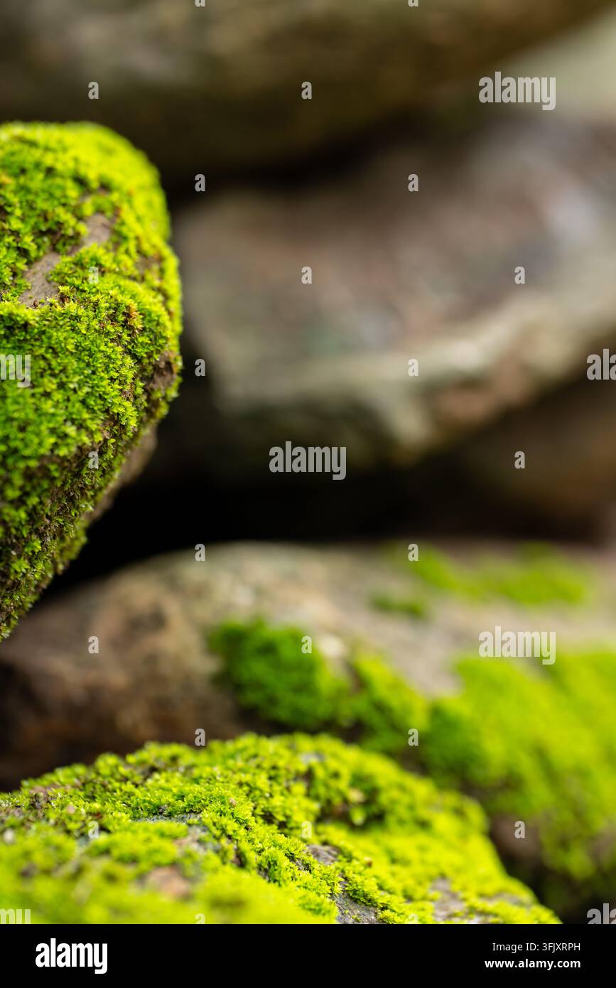 Ein herzförmiger Klumpen grünes Moos haftet an einer Steinkante mit weiterem Moos und verschwommenen Felsen sanft im Hintergrund Stockfoto