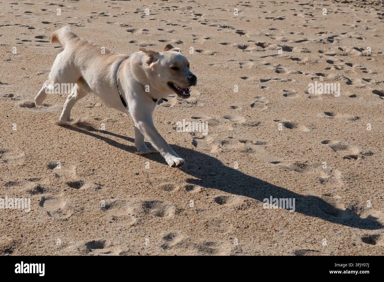 Gelber Labrador rennt über einen sandigen Strand, Maul offen, fängt die energetische Bewegung und den verspielten Geist eines glücklichen Hundes ein, der sich im Freien bei natürlichem Licht ausübt Stockfoto