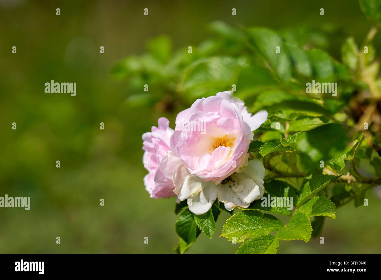 Rosa ‘Celsiana’, eine historische alte Gartenrose, die weich geschichtete blassrosa Blüten trägt, die zu cremeweiß verblassen, mit goldenen Staubblättern. Stockfoto