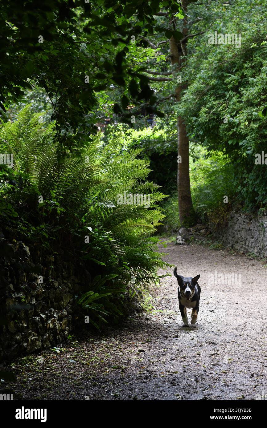 Hundewanderung auf dem Land Stockfoto