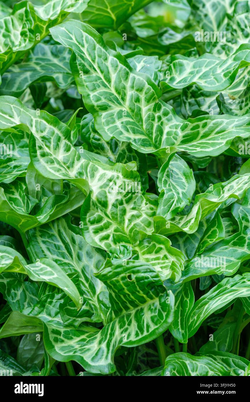 Arum italicum, italienisches Arum, italienische Herren-und-Damen, pfeilförmige blassgrüne oder cremefarbene Blätter mit Adern im Spätwinter Stockfoto