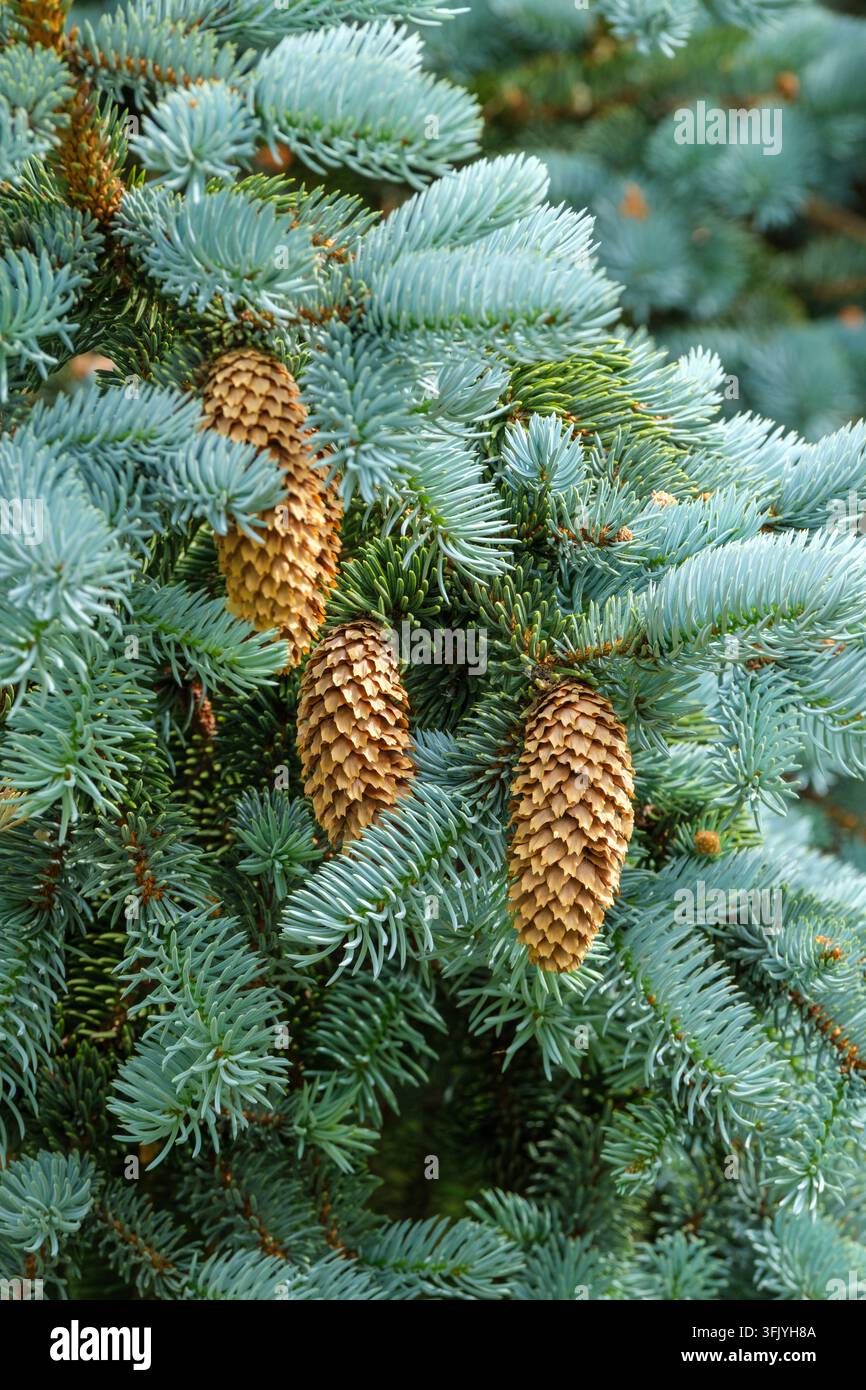 Picea pungens Hoopsii, Colorado-Fichte Hoopsii, pudrige silberblaue Nadeln mit schmalen, ledrig-schuppigen Zapfen Stockfoto