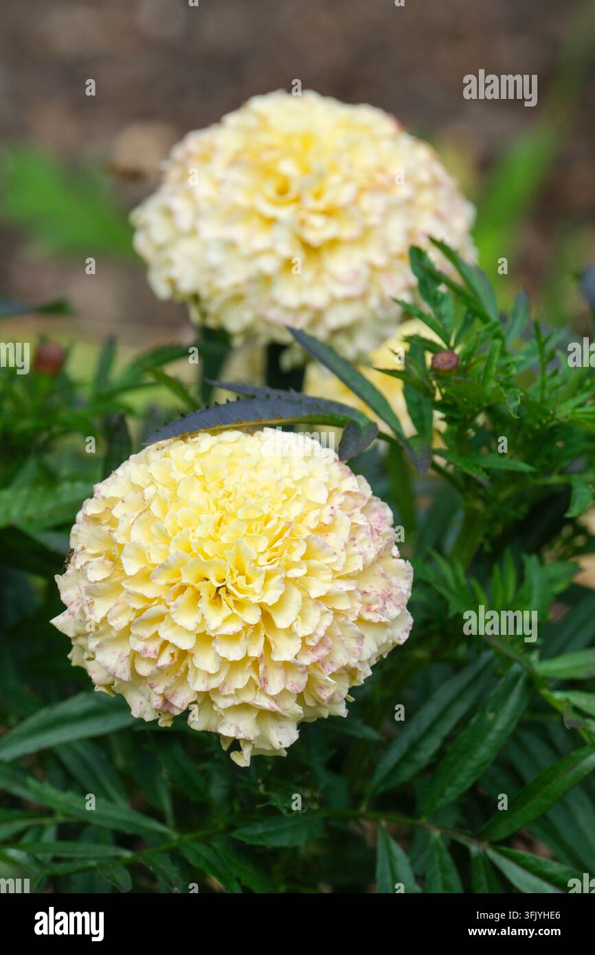 Buttercream Marigold, Tagetes erecta Buttercream, Afrikanische Marigold Buttercream F1, cremefarben, blassgelbe Doppelblüten Stockfoto
