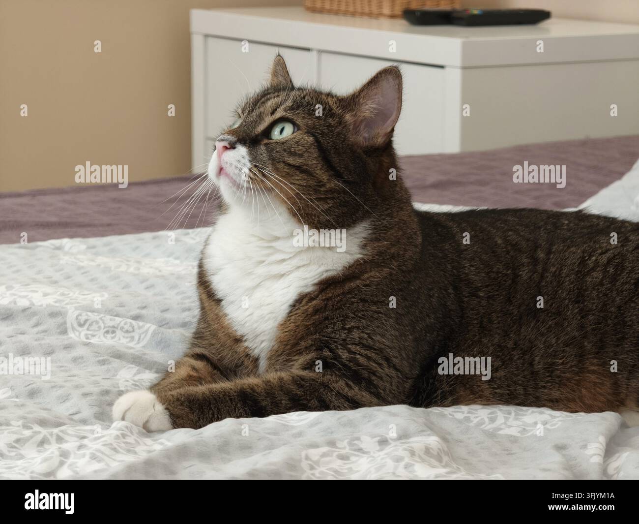 Tabby-Katze liegt auf dem Bett und schaut nach oben - Smartphone-aufgenommenes Stockfoto