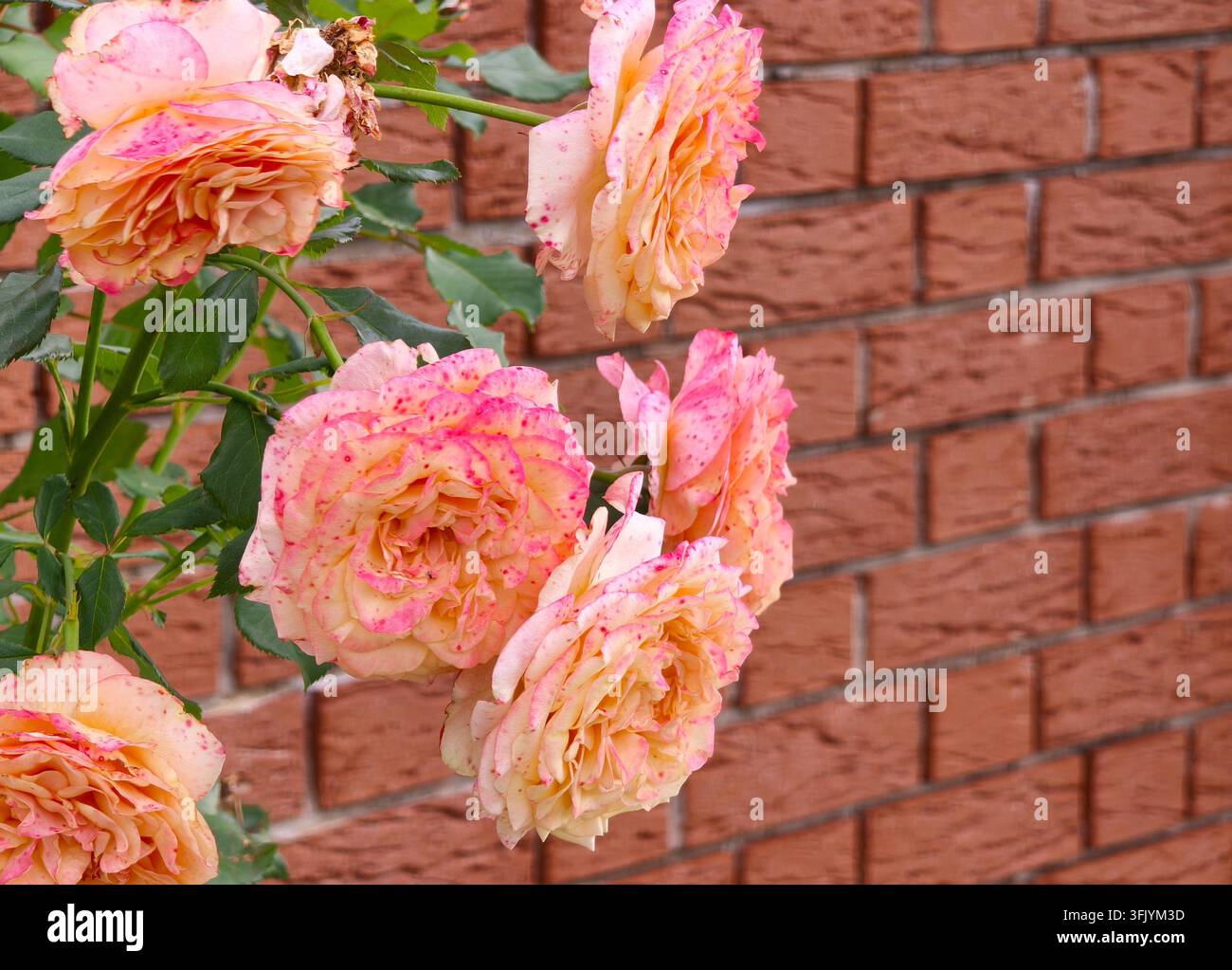 Rosa Gartenrosen an einer Ziegelmauer - Smartphone-aufgenommenes Stockfoto