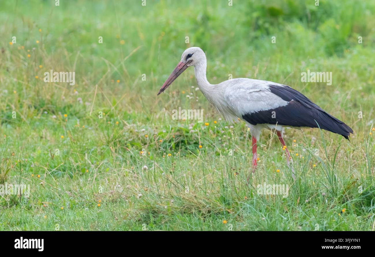 Weißer Storch, Ciconia ciconia. Ein Vogel läuft am Ufer entlang und sucht nach Nahrung Stockfoto
