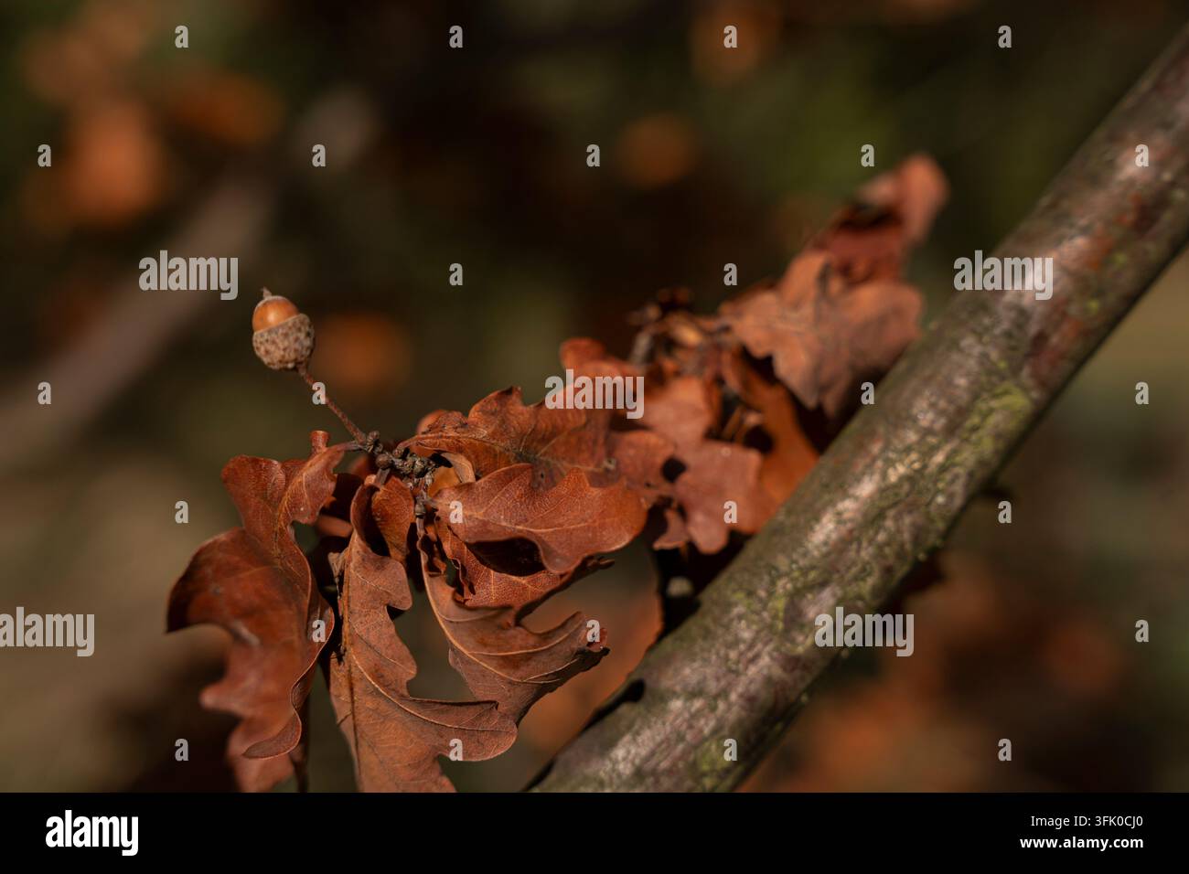 Eichel und trockene braune Eichenblätter an einem Ast im Herbst Stockfoto