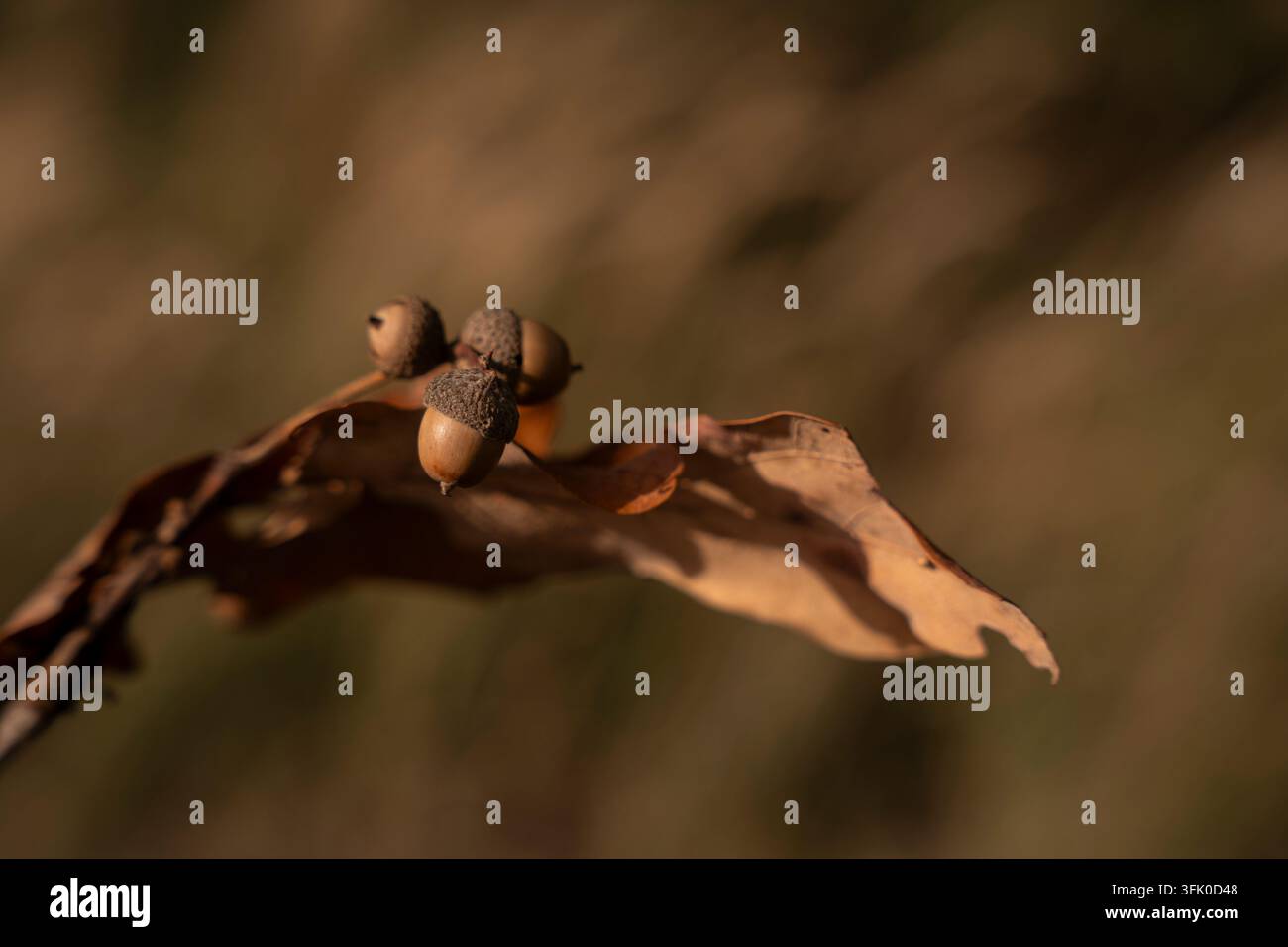 Nahaufnahme eines Eichelbüschels auf einem trockenen Eichenblatt im Herbst Stockfoto