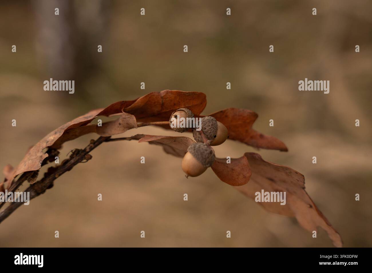 Nahaufnahme eines Eichelbüschels auf trockenem Eichenast im Herbst Stockfoto