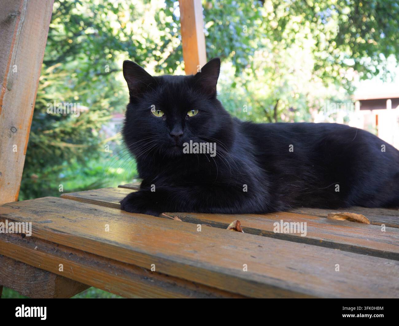 Schwarze Katze mit gelben Augen liegt auf einem Holztisch in einem Sommergarten Stockfoto