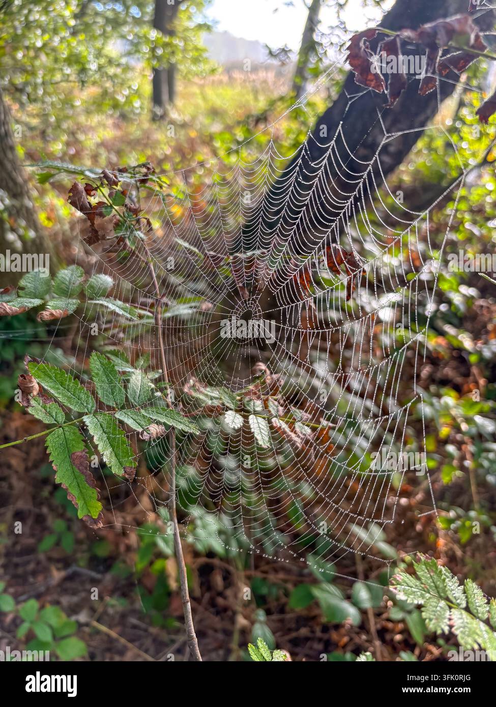 Früh aufgestanden an einem nebligen Morgen, um die regelmäßigen symmetrischen Muster des Spinnennetzes einzufangen Stockfoto